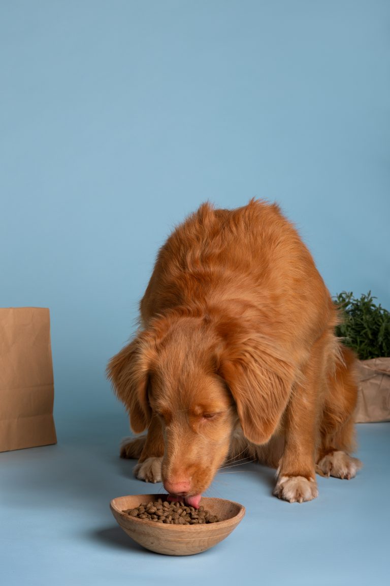 Chien se régalant d'un repas sain et nutritif