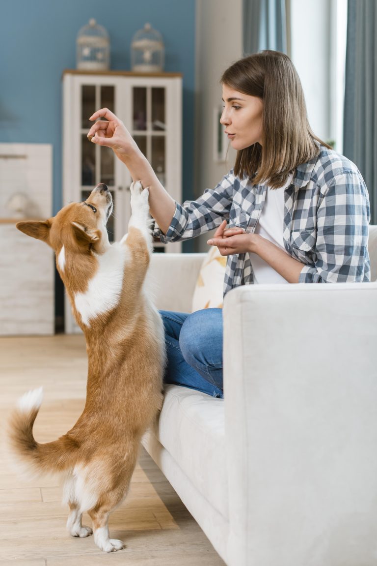 Image illustrative mettant en avant les croquettes pour chiens de qualité à petit prix de Youky, une option économique sans compromis sur la nutrition