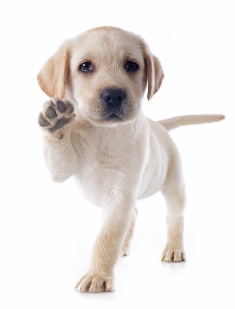 Petit chiot mignon s'amusant en extérieur