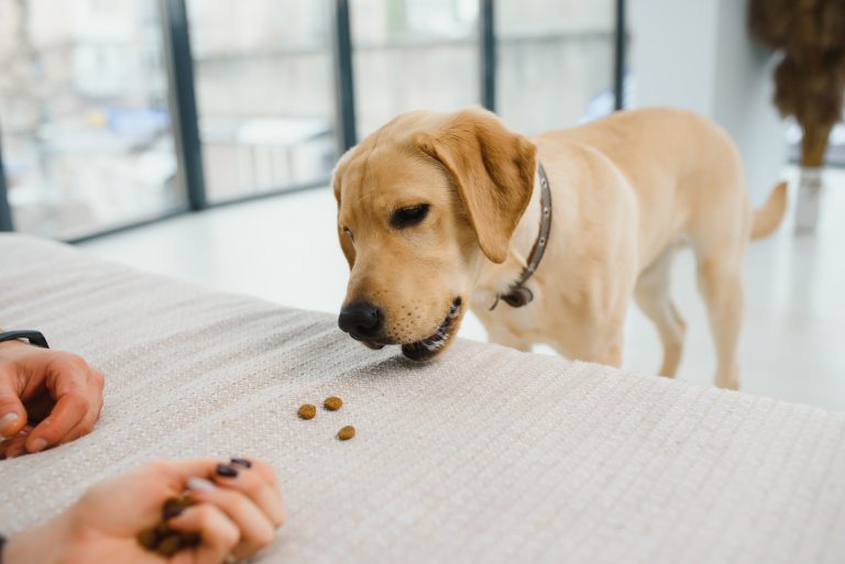 Image captivante d'un chien qui mange joyeusement, illustrant le bonheur et la satisfaction d'une alimentation saine et délicieuse