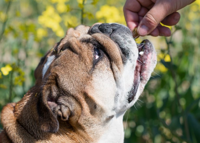 Image illustrant les croquettes Youky Bien-Être Cutané, une solution nutritionnelle pour les chiens souffrant de problèmes cutanés