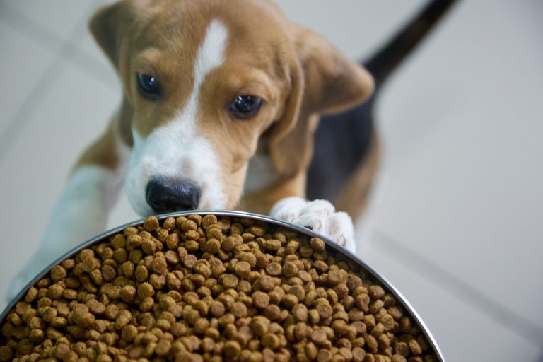 Chien en train de manger des croquettes saines dans sa gamelle