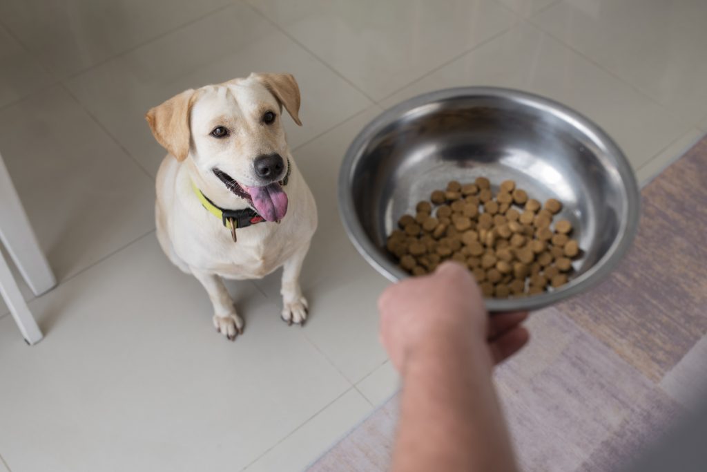 Image représentative des croquettes équilibrées de Youky, une symphonie délicieuse de saveurs et de nutriments pour une nutrition canine optimale