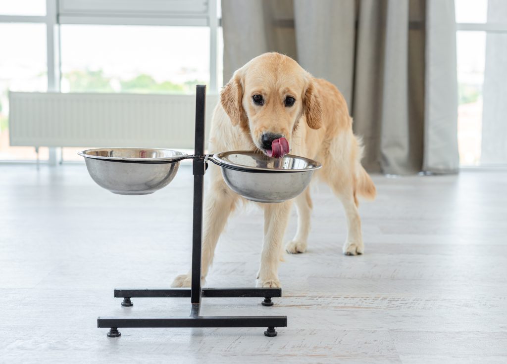 Image émouvante illustrant la gourmandise des chiens en train de savourer les croquettes Youky, une expérience culinaire inoubliable