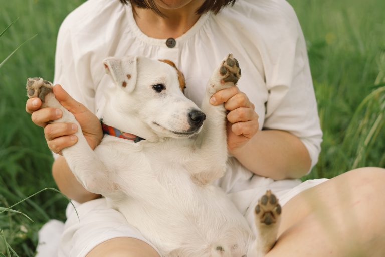 Image adorable de chiots découvrant les croquettes Youky, une introduction délicieuse à une alimentation canine saine et énergisante