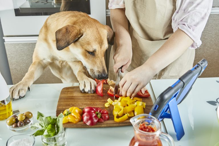 Image représentative d'un moment gourmand, des chiens qui mangent joyeusement les croquettes Youky, une expérience culinaire délectable