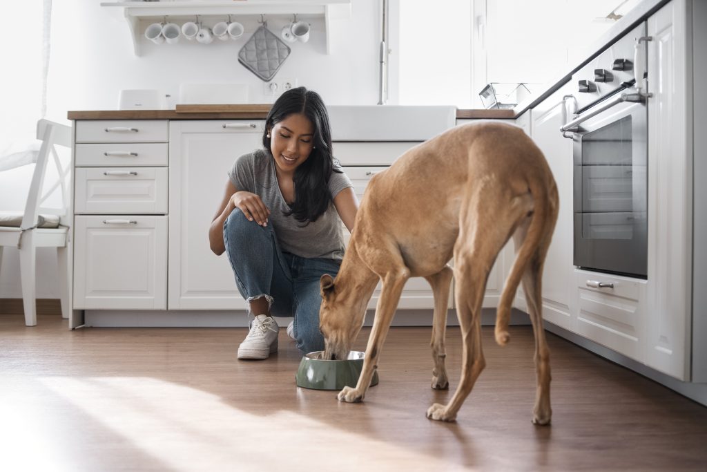 Image illustrative sur la manière de renforcer l'immunité de votre chien grâce à une alimentation adaptée, mettant en vedette les solutions nutritionnelles de Youky.