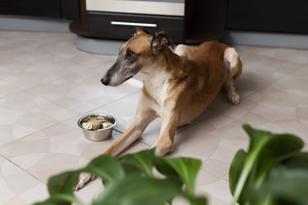 Image représentative des croquettes pour chiens seniors Youky, une solution dédiée pour une alimentation adaptée à l'âge, pleine de saveurs et de bienfaits