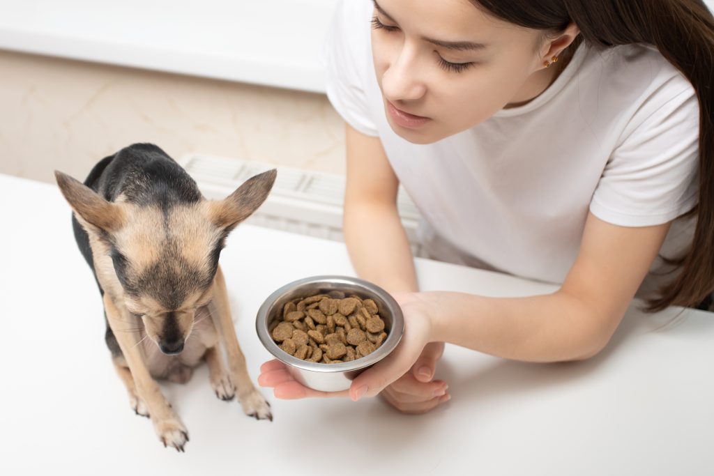 Image captivante illustrant des chiens qui mangent joyeusement les croquettes de Youky, une expérience culinaire qui fait le bonheur de chaque chien