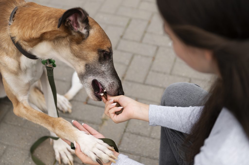 Image représentative des solutions Youky pour les problèmes de peau chez les chiens, soulignant l'importance d'une alimentation adaptée pour la santé cutanée