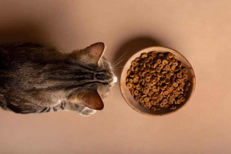 Croquettes sèches nutritives pour une alimentation complète du chat