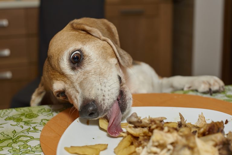 Image d'un chien se régalant de sa nourriture dans un bol