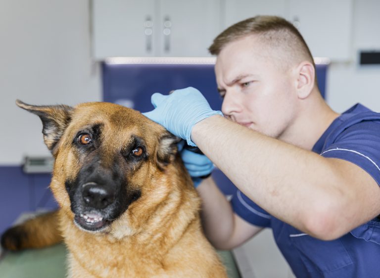 Image illustrant les allergies chez les chiens