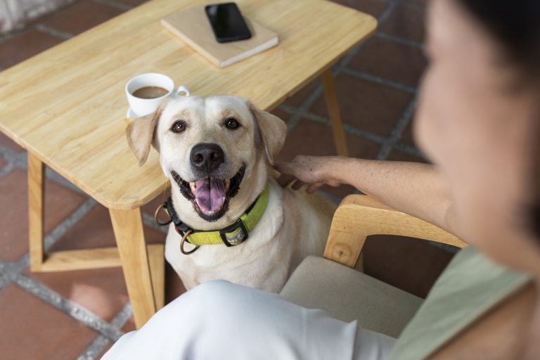 Image illustrant la gestion du diabète chez les chiens