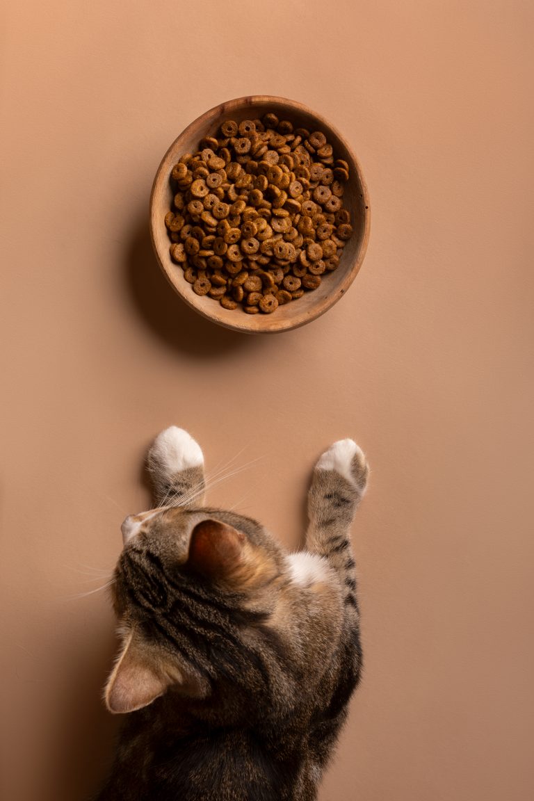 Sélection variée de croquettes pour chats, offrant un équilibre parfait entre protéines, fibres, et nutriments essentiels