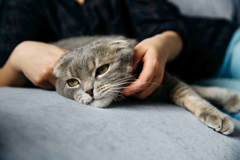 Alimentation spécialement formulée pour chats à digestion sensible