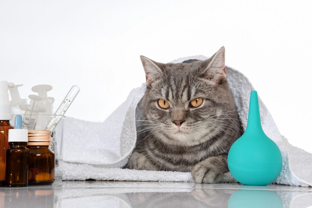 Illustration représentant les articles essentiels pour la trousse à pharmacie de votre chat, pour une santé optimale