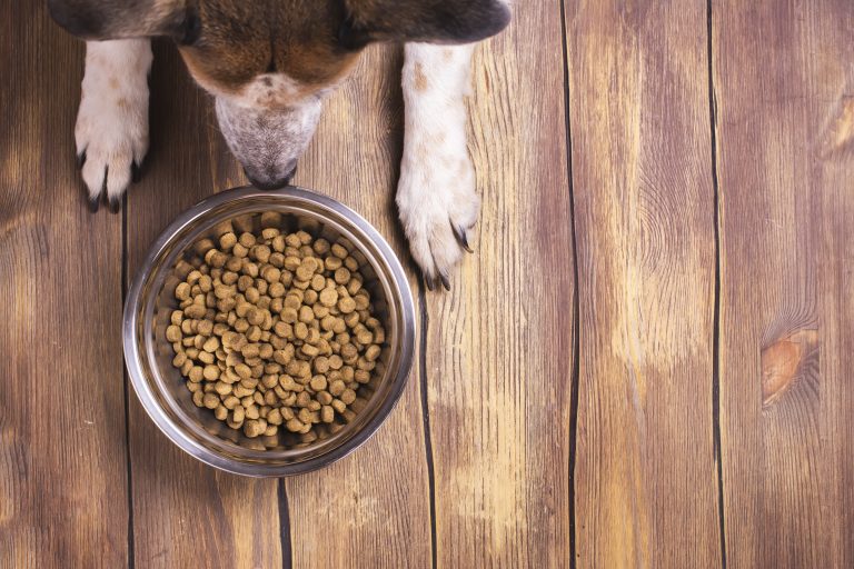 Image illustrant un chien en train de manger des croquettes, symbolisant l'importance d'une alimentation équilibrée pour les chiens