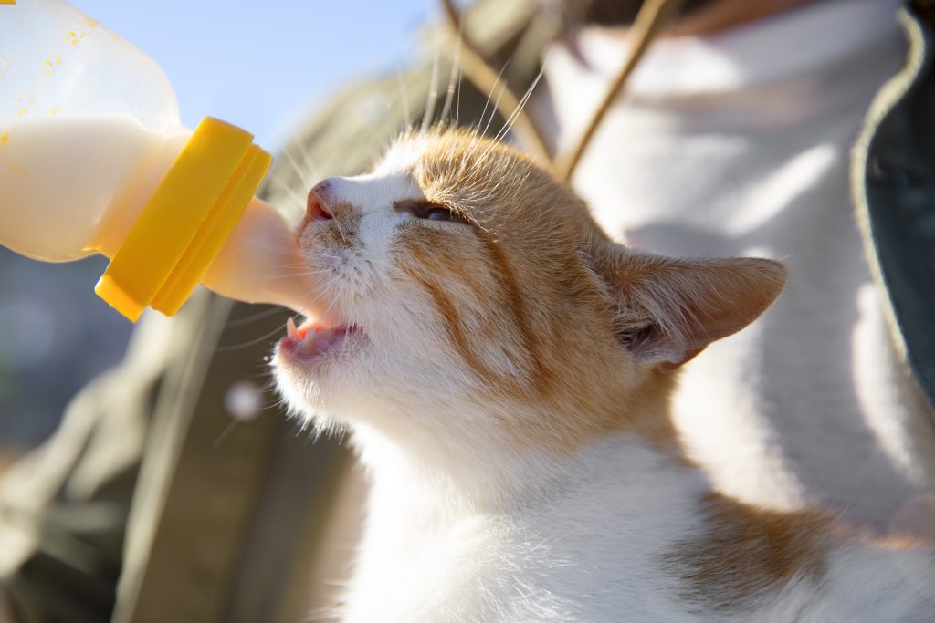 Image illustrant le nourrissage des chatons, pour comprendre les besoins alimentaires des jeunes félins.