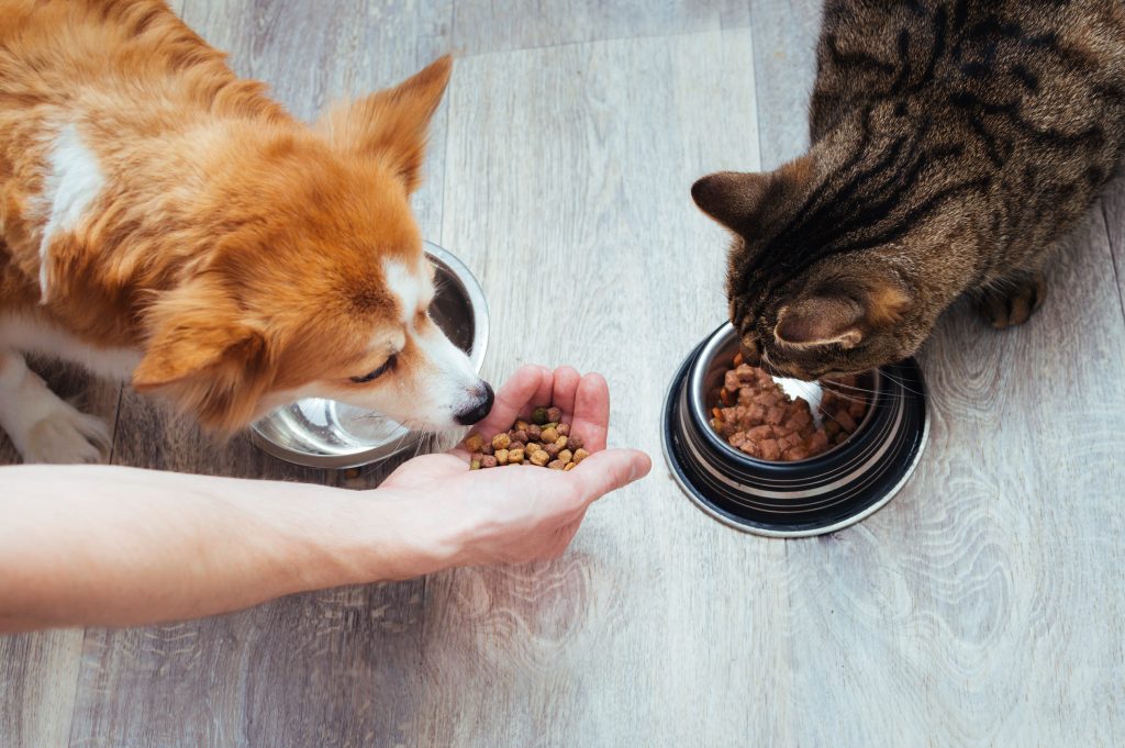 Image représentant des sacs de croquettes pour chiens, illustrant le processus de transition alimentaire et le changement de régime alimentaire pour les animaux domestiques