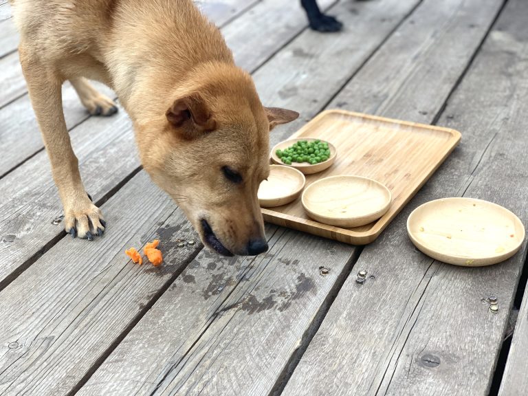 Image illustrant des aliments dangereux pour les chiens