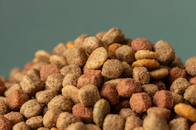 Top choix de croquettes nutritives pour chats garantissant santé et vitalité