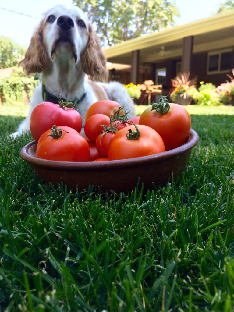 Image illustrant la donnée de tomate à un chien, pour comprendre les risques associés et les précautions à prendre