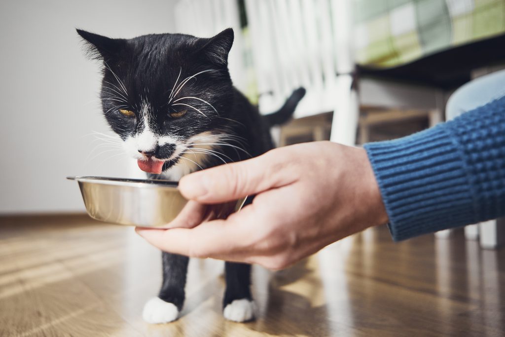 Image illustrant un chat qui perd l'appétit, pour comprendre les causes et les solutions possibles