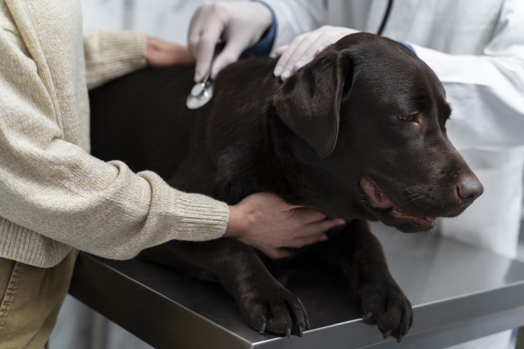 Image illustrant les troubles digestifs chez un chien, pour comprendre les causes et les symptômes associés