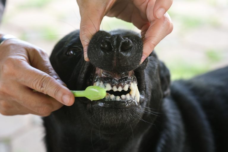 Image illustrant le lavage des dents d'un chien