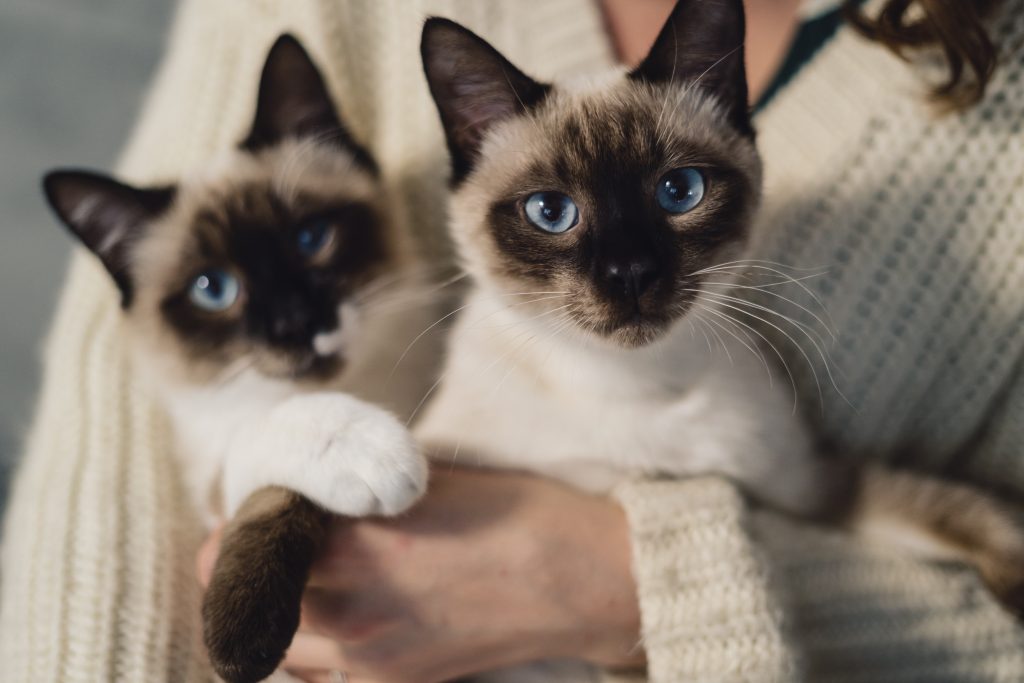 Illustration mettant en vedette les 10 races de chats les plus affectueuses, idéales pour les amoureux des félins