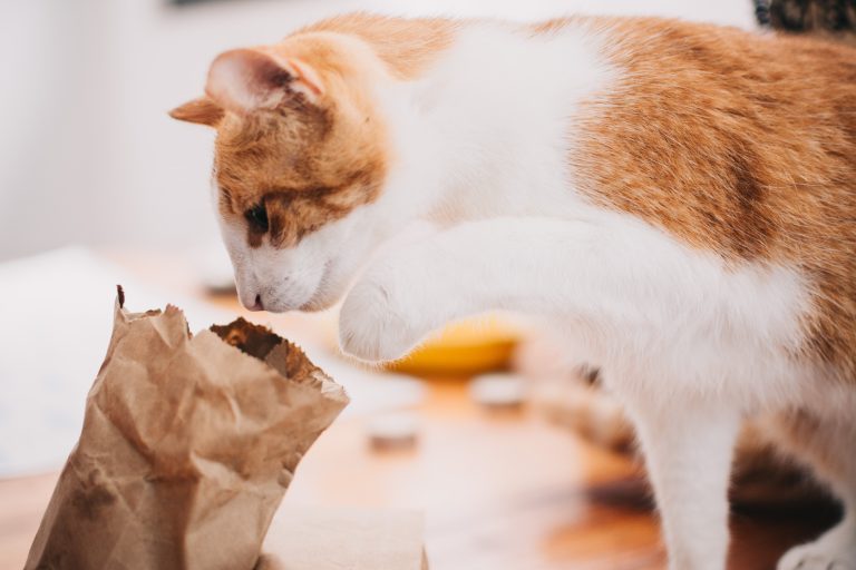 Illustration représentant le processus de choix de l'alimentation pour un chat stérilisé, pour une santé optimale