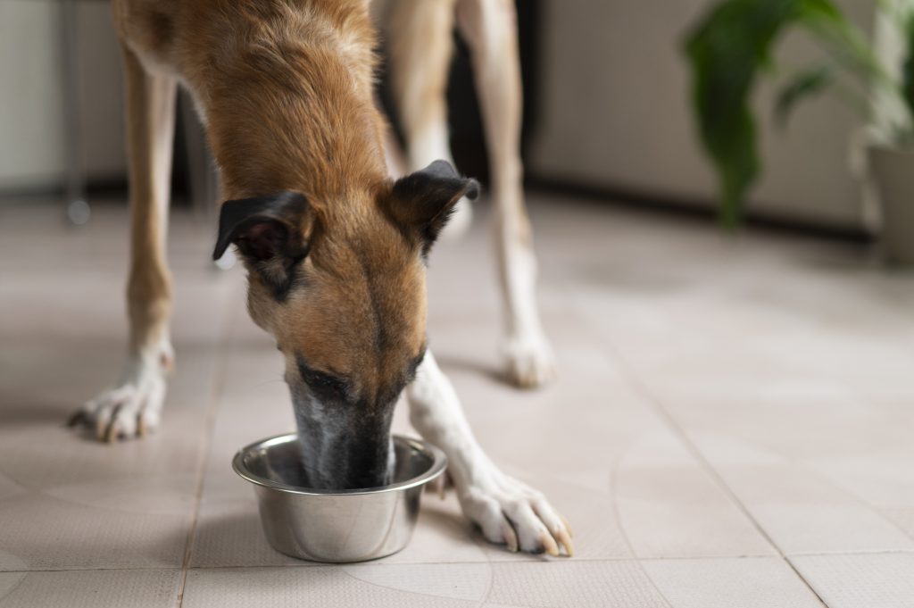 Image illustrant des boîtes d'alimentation humide pour chiens, offrant une variété de saveurs et de nutriments essentiels