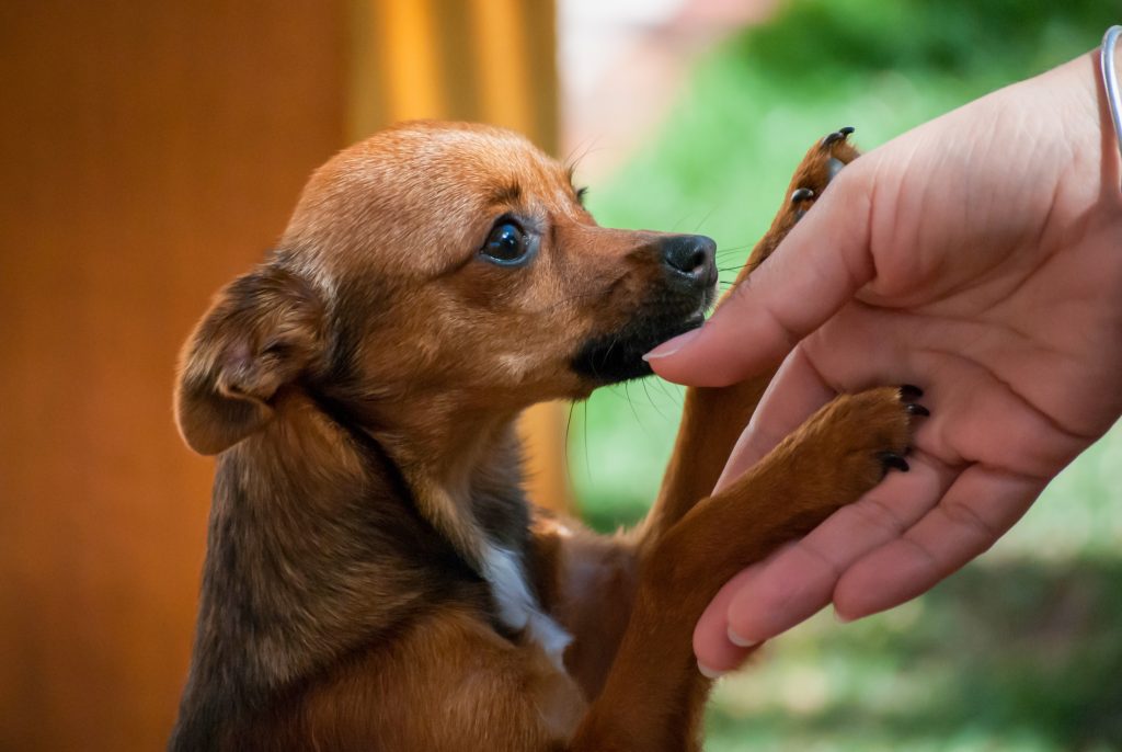 Image illustrant un chien présentant des symptômes d'allergie