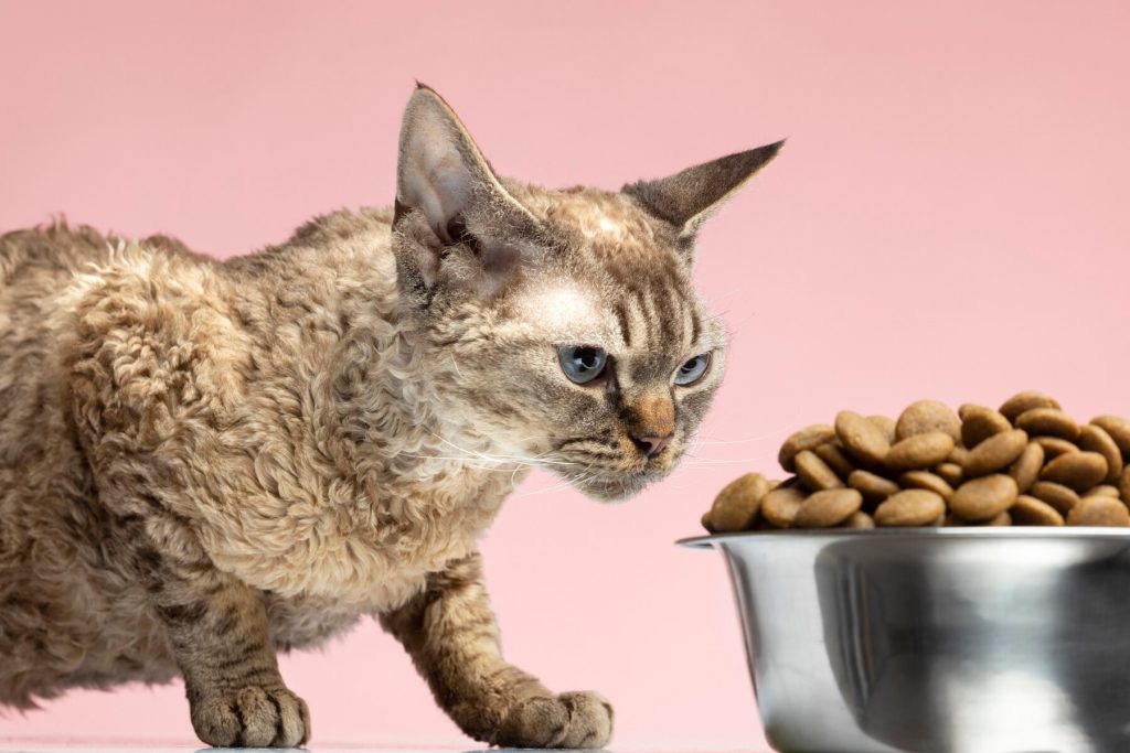 Image d'un chat magnifique posant pour un portrait