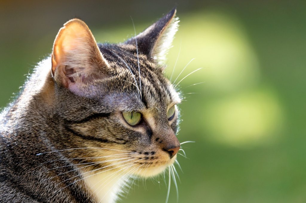 Image d'un chat paisible avec un pelage soyeux