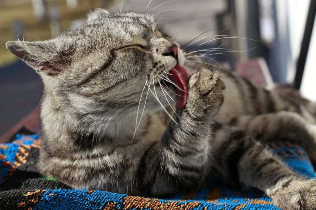 Image d'un chat adulte gris en train de se toiletter avec sa patte