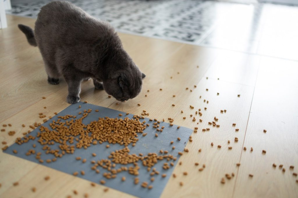 Image d'un chat dégustant sa nourriture sur le sol