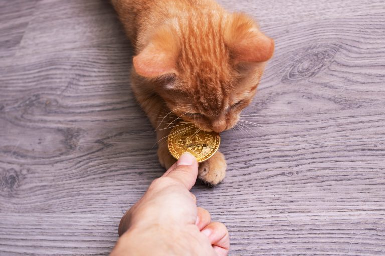 Illustration présentant le choix entre croquettes ou pâtée pour l'alimentation des chats, pour une décision éclairée