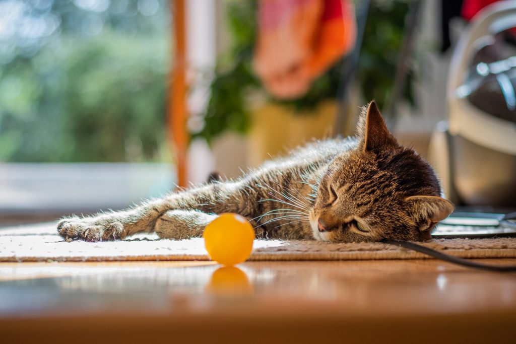 Image d'un chaton au regard tendre et mignon