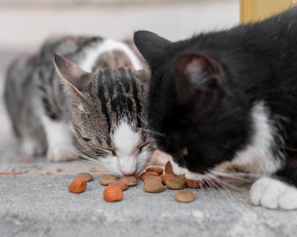 Image de deux chats adorables partageant un repas ensemble