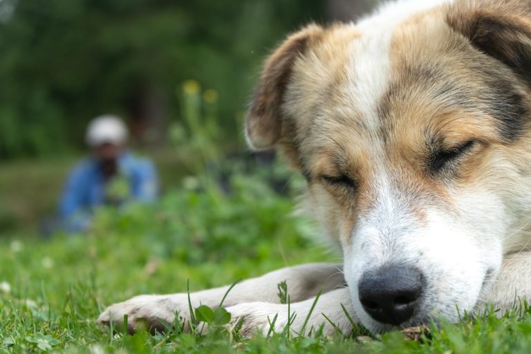 Image d'un chien débordant d'énergie et d'enthousiasme