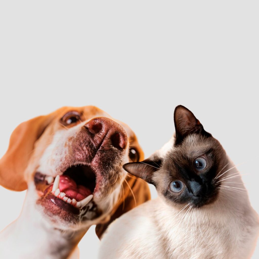 Image d'un chien et d'un chat se tenant côte à côte