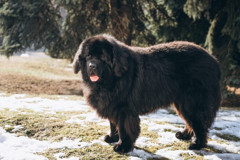 Image d'un chien de grande taille se tenant debout