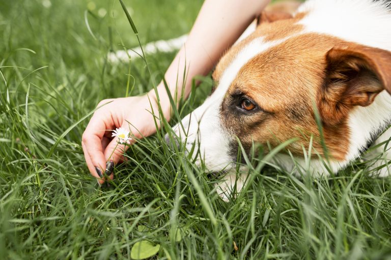 Image illustrant un chien mangeant de l'herbe, pour comprendre les raisons possibles de ce comportement.