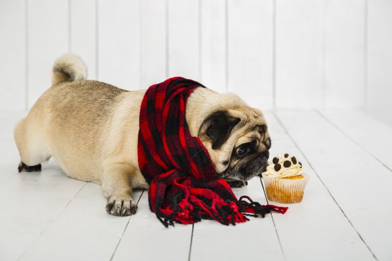 Image illustrant un chien refusant de manger en hiver, pour comprendre les raisons possibles et trouver des solutions