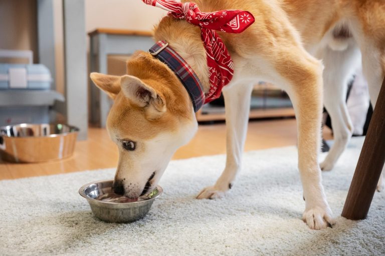 Image d'un chien mangeant sa nourriture avec appétit
