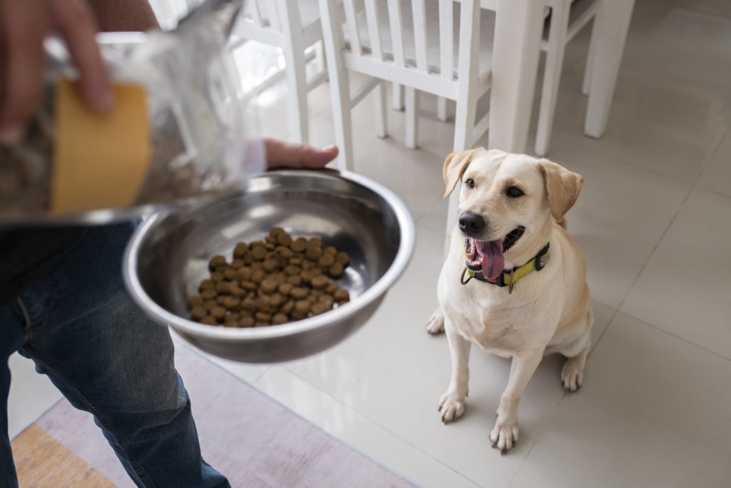 Image illustrant une alimentation adaptée pour chien, pour comprendre les besoins nutritionnels spécifiques