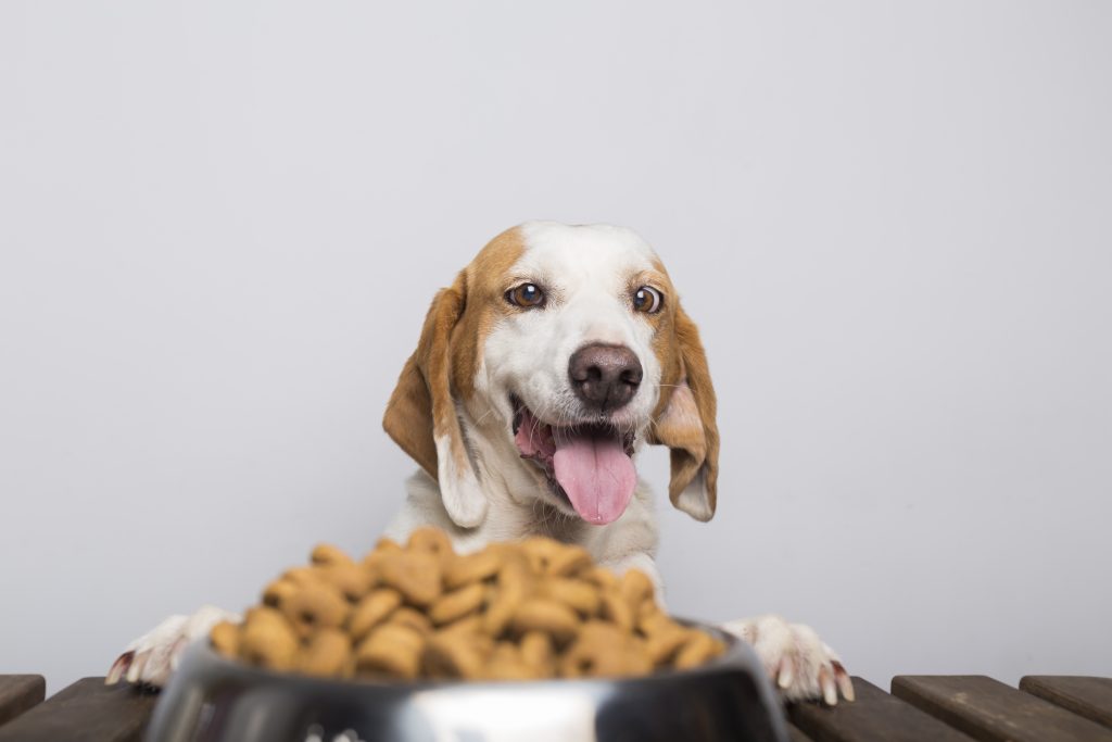 Image représentant un chien qui a faim et qui attend de la nourriture