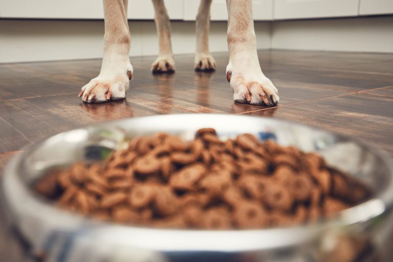 Image illustrant des croquettes pour chiens avec des emballages recyclables et des ingrédients biologiques, symbolisant des choix alimentaires respectueux de l'environnement